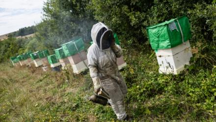 Un apiculteur inspecte des ruches à Bouleuse, dans la Marne, le 6 août 2026