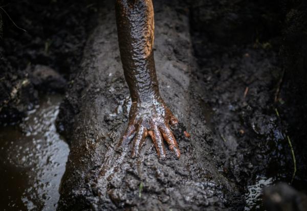 Un coutelier de l'atelier JHP creuse pour extraire un tronc de chêne en cours de fossilisation, appelé morta, dans la tourbe du marais de Brière, à Saint-André-des-Eaux, en Loire-Atlantique, le 15 octobre 2025 