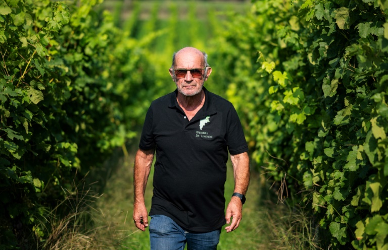 Le vigneron Manfred Lindicke dans les rangs de sa vigne, le 9 septembre 2025 à Werder, dans le nord de l'Allemagne 