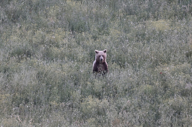 Une ourse brune sauvage (Ursus arctos)  dans une forêt près de Grevena, dans le nord-ouest de la Grèce, le 21 juin 2026