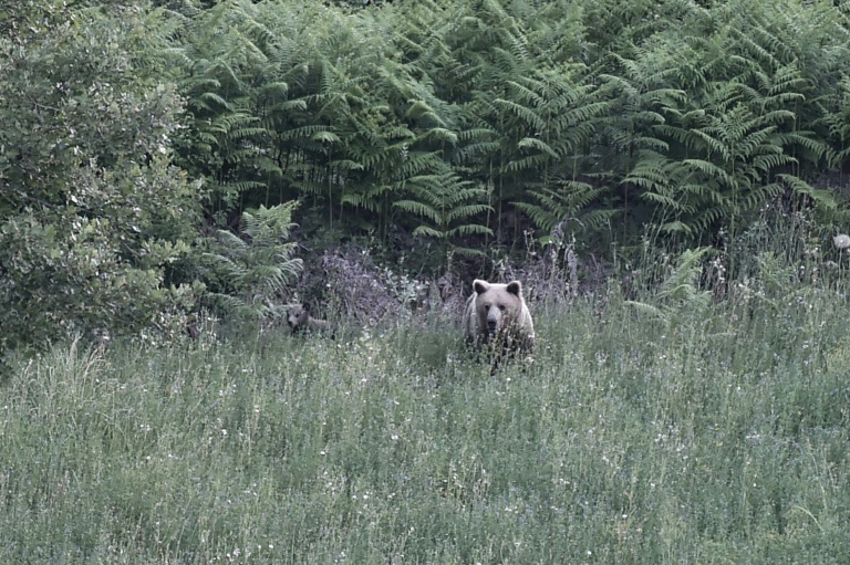 Une ourse brune sauvage (Ursus arctos) et son ourson dans une forêt près de Grevena, dans le nord-ouest de la Grèce, le 21 juin 2026