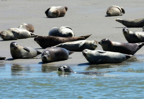 Des phoques dans la baie d'Authie, près de Berck-sur-Mer (Pas-de-Calais) le 26 mai 2026