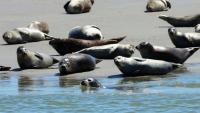 Des phoques dans la baie d'Authie, près de Berck-sur-Mer (Pas-de-Calais) le 26 mai 2026