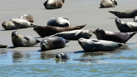 Des phoques dans la baie d'Authie, près de Berck-sur-Mer (Pas-de-Calais) le 26 mai 2026