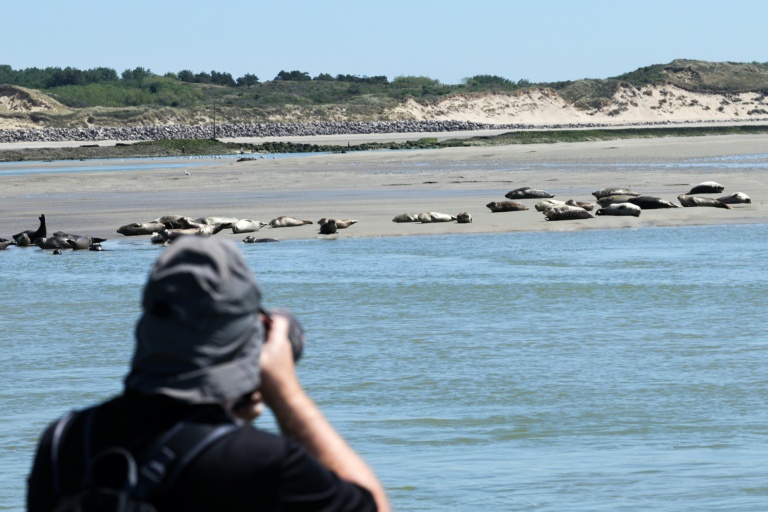 Un touriste photographie des phoques dans la baie d'Authie, près de Berck-sur-Mer (Pas-de-Calais) le 26 mai 2026