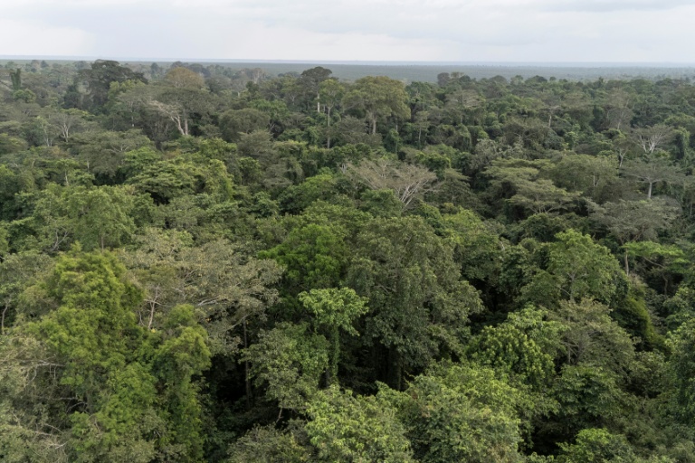 Vue aérienne de la forêt d'Okomu, dans le sud-ouest du Nigeria, le 11 novembre 2025
