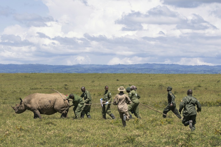 Des vétérinaires et des rangers s'activent autour d'un rhinocéros devant être transféré dans un autre parc, dans le parc national de Nakuru, au Kenya, le 7 juin 2025