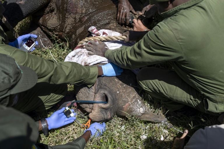 Des vétérinaires kényans autour d'une femme rhinocéros sédatée, dans le parc national de Nakuru, au Kenya, le 7 juin 2025