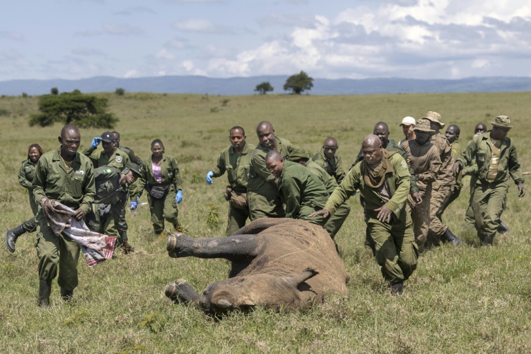 Des vétérinaires kényans et des rangers se précipitent pour aider une femelle rhinocéros sédatée à des fins de relocalisation, dans le parc national de Nakuru, au Kenya, le 7 juin 2025