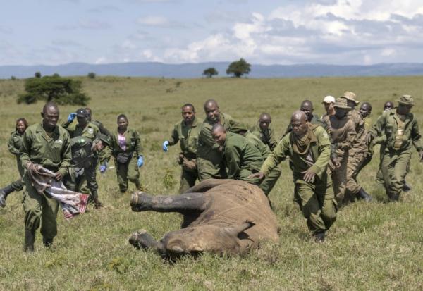 Des vétérinaires kényans et des rangers se précipitent pour aider une femelle rhinocéros sédatée à des fins de relocalisation, dans le parc national de Nakuru, au Kenya, le 7 juin 2025