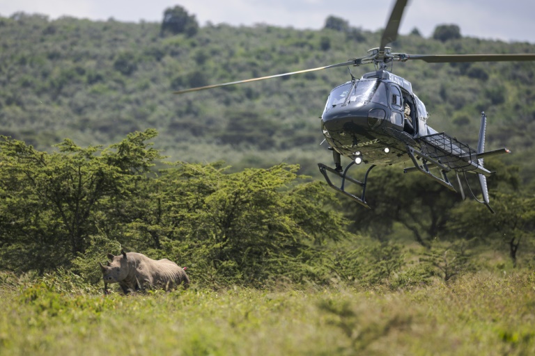 Un hélicoptère transportant un vétérinaire vole au dessus d'une femelle rhinocéros pour lui administrer un anesthésiant, dans le parc national de Nakuru, au Kenya, le 7 juin 2025