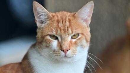 L'entreprise de santé animale Virbac présente des croquettes enrobées de médicament, annoncées comme une première mondiale, pour faciliter le traitement des chats atteints de maladie rénale chronique (MRC)