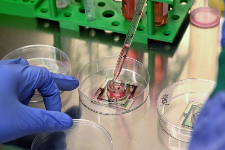 Des nutriments injectés à des neurones cultivés en laboratoire dans les locaux de l'entreprise australienne Cortical Labs à Melbourne, le 5 mai 2026 

