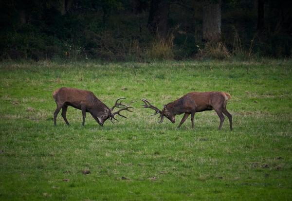 Deux cerfs à Chambord, dans le Loir-et-Cher, le 23 septembre 2024