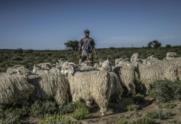 Des chèvres mohair et leur berger dans un pâturage dans les environs de la ferme Wheatlands, à Graaf-Reinet, en Afrique du Sud le 4 mars 2026.