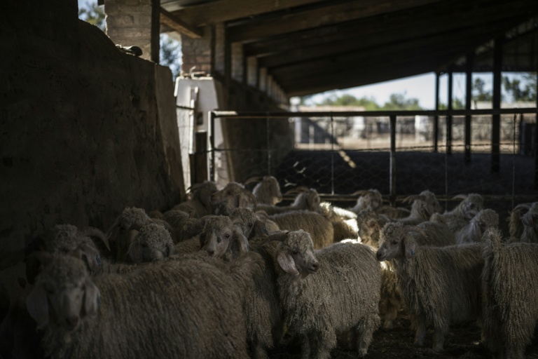 Un troupeau de chèvres à laine mohair dans la bergerie de la ferme Wheatlands, près de Graaf-Reinet, en Afrique du Sud, le 4 mars 2026.