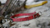 Une collier de chien sur le sol dans un abattoir canin abandonné à Pyeongtaek, en Corée du Sud, le 11 juin 2026
