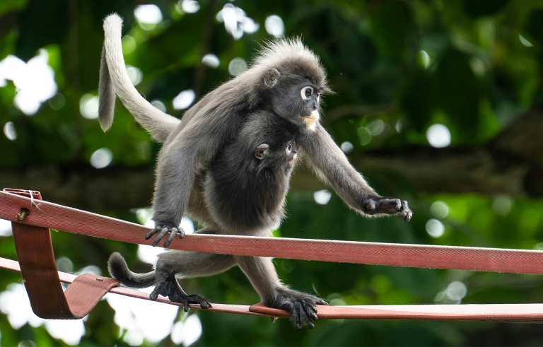 Deux singes angurs à lunettes sur une passerelle suspendue au-dessus de la route Lembah Permai dans le quartier de Tanjung Bungah, à George Town, sur l'île de Penang, le 9 avril 2026 en Malaisie