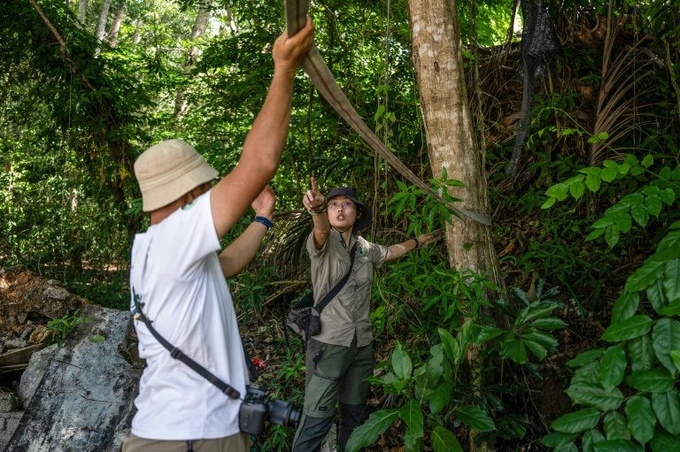 Yap Jo Leen (d), fondatrice du Langur Project Penang (LPP), participe à l'installation d'une troisième passerelle destinée aux singes langurs, au-dessus d'une route dans la banlieue de Batu Ferringhi, à George Town, sur l'île de Penang, le 8 avril 2026 en Malaisie