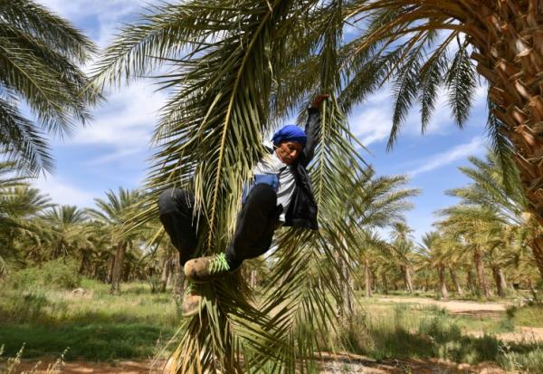 Un agriculteur descend d'un plmier après l'avoir pollinisé, le 30 avril 2025, dans les palmeraies de Jemna, dans le sud de la Tunisie. 