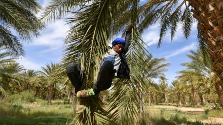 Un agriculteur descend d'un plmier après l'avoir pollinisé, le 30 avril 2025, dans les palmeraies de Jemna, dans le sud de la Tunisie. 