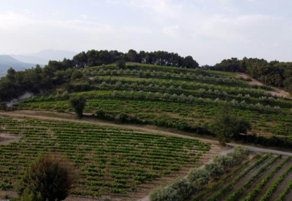 Des arbres autour des vignes à Vinsobres, dans la Drôme, le 18 juillet 2023