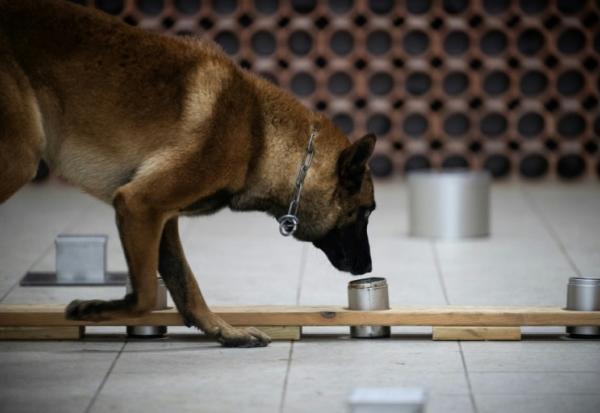 Le chien policier Snatch recherche des objets numériques lors d'un entraînement au Centre National d'Instruction Cynophile de la Gendarmerie (CNICG) à Gramat, le 19 mai 2025 dans le Lot