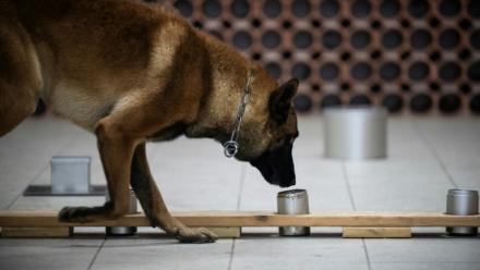 Le chien policier Snatch recherche des objets numériques lors d'un entraînement au Centre National d'Instruction Cynophile de la Gendarmerie (CNICG) à Gramat, le 19 mai 2025 dans le Lot
