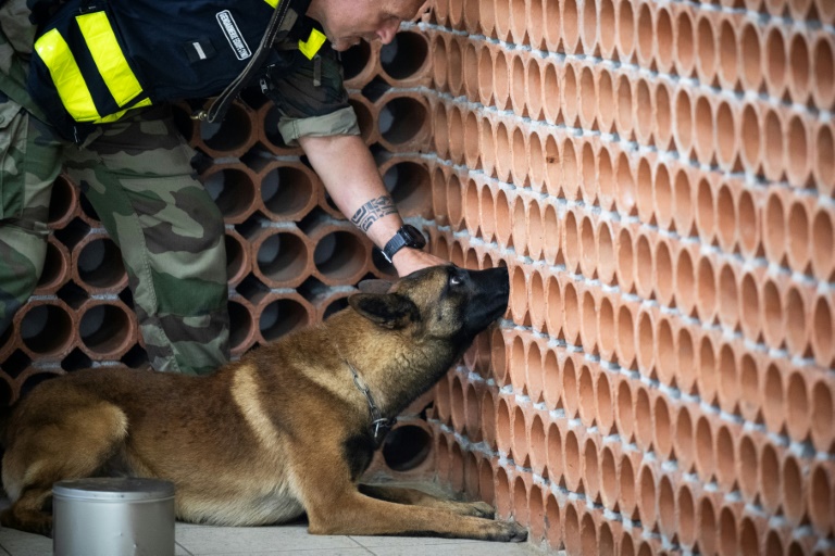 Un gendarme travaille avec le chien policier Snatch à la recherche d'objets numériques lors d'un entraînement au Centre National d'Instruction Cynophile de la Gendarmerie à Gramat, le 19 mai 2025, dans le Lot