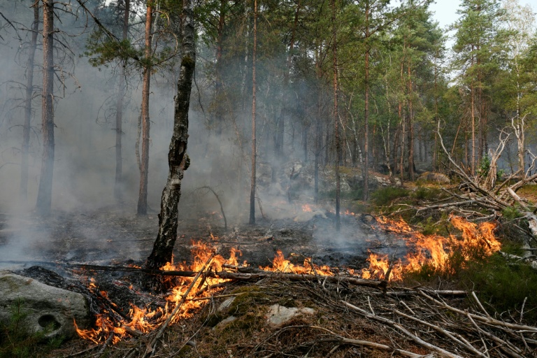 Un incendie dans la forêt de Fontainebleau, le 14 juillet 2026 à Noisy-sur-Ecole, en Seine-et-Marne