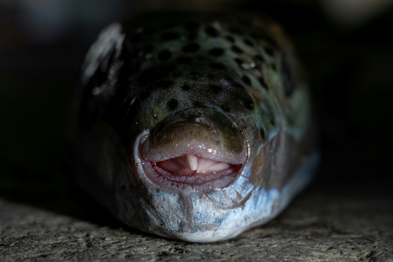 Un poisson-ballon (Lagocephalus sceleratus) attrapé par un pêcheur grec à Ierapetra, en Crète, le 2 juin 2026