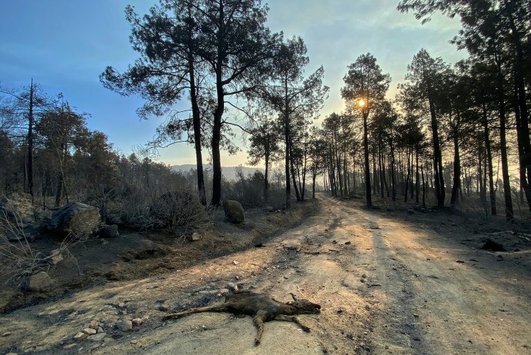 Les restes calcinés d'un jeune chevreuil gisent au sol après le passage de l'incendie qui sévit à l'ouest de Madrid, au niveau du barrage de Burguillo, près de Navaluenga, le 27 juillet 2026