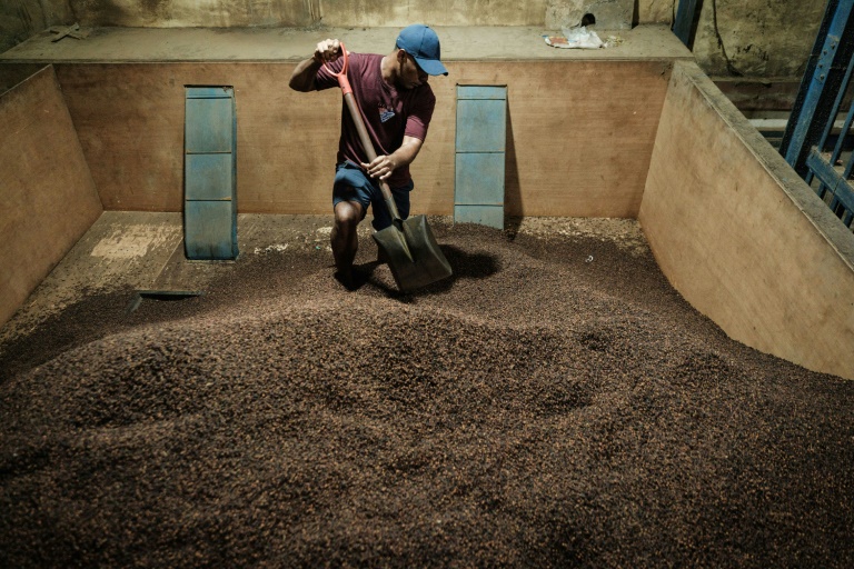 Un employé fait passer des clous de girofle dans une machine à tamiser pour éliminer les impuretés dans un entrepôt sur l'île de Ternate,le 11 avril 2025 en Indonésie