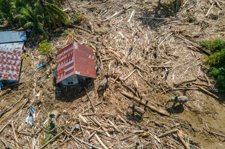 Vue aérienne d'éléphants de Sumatra aidant à dégager des débris d'arbres après des crues soudaines à Meureudu, dans la province d'Aceh, le 8 décembre 2025 en Indonésie