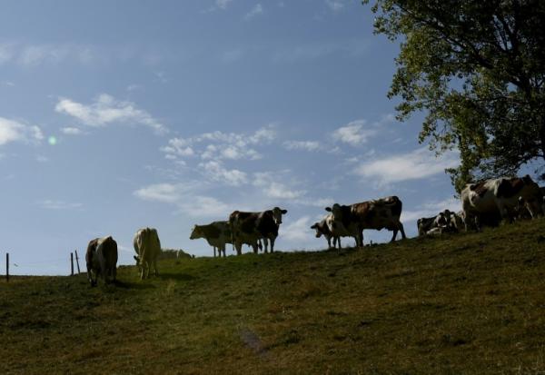 La détection d'un foyer de dermatose nodulaire contagieuse (DNC) dans un cheptel bovin du Rhône, à bonne distance de l'épicentre français de cette maladie animale, ravive les craintes d'une propagation plus large