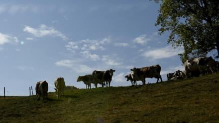 La détection d'un foyer de dermatose nodulaire contagieuse (DNC) dans un cheptel bovin du Rhône, à bonne distance de l'épicentre français de cette maladie animale, ravive les craintes d'une propagation plus large