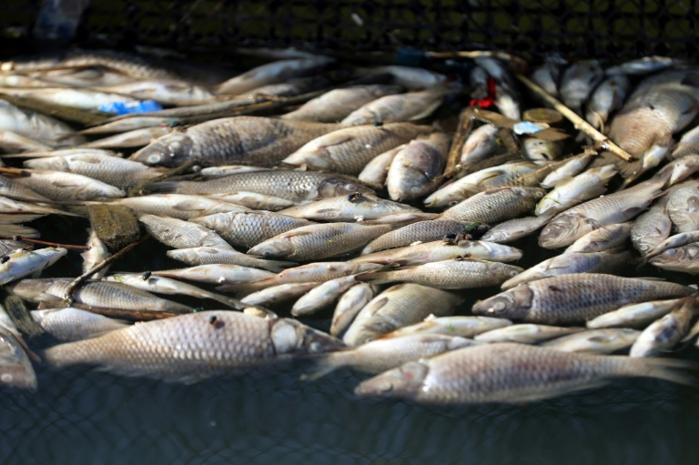 Poissons morts flottant dans une pisciculture de la ville de Zubaydiyah, au sud-est de Bagdad, le 14 avril 2026