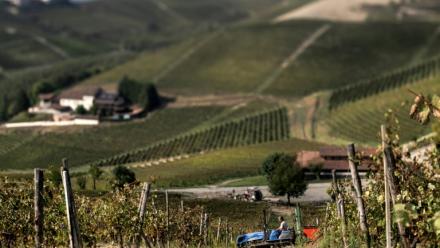 Vendanges dans le domaine de la "Tenuta Ca dei Mandorli" (la maison des amandiers), près d'Asti, dans le nord-ouest de l'Italie, le 17 septembre 2025 