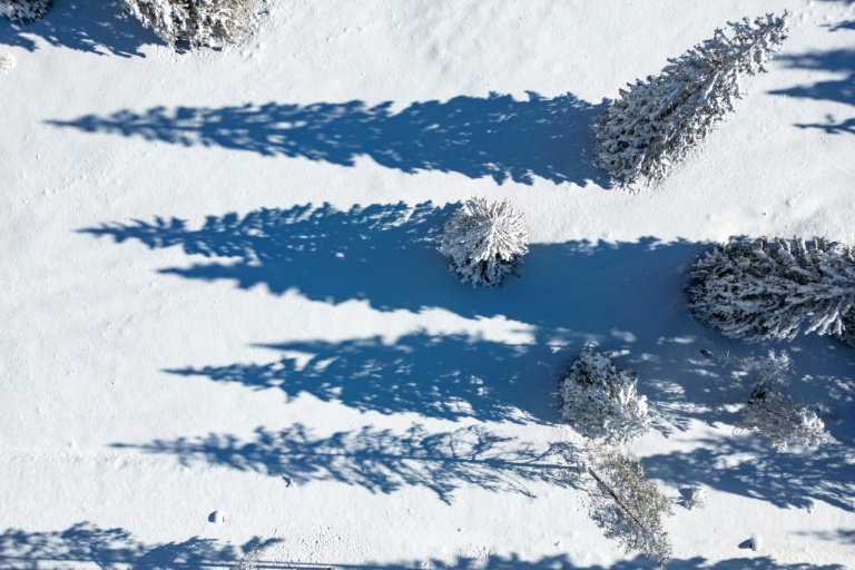 Les sapins sous la neige à Toblach près de Cortina, le 26 janvier 2026