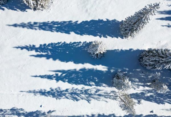 Les sapins sous la neige à Toblach près de Cortina, le 26 janvier 2026