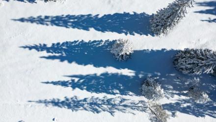 Les sapins sous la neige à Toblach près de Cortina, le 26 janvier 2026