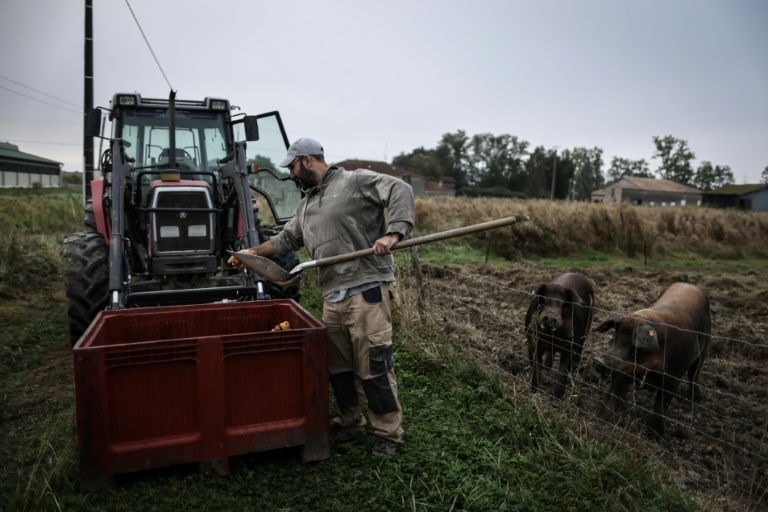 L'agriculteur Jérôme Caze nourrit ses cochons dans sa ferme à Meilhan-sur-Garonne, le 3 octobre 2024 dans le Lot-et-Garonne
