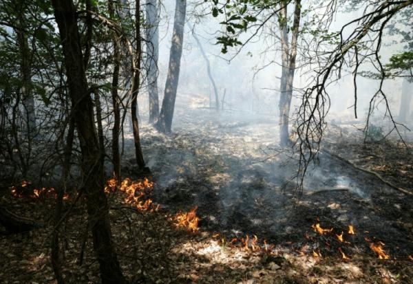 Des flammes se propagent dans les sous-bois lors d'un incendie dans la forêt de Fontainebleau, à Achères-la-Forêt, le 13 juillet 2026 en Seine-et-Marne