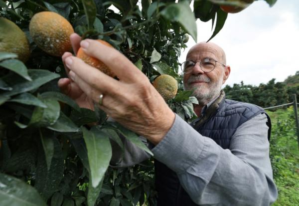 Le producteur de clémentines Jean-Paul Mancel cueille un fruit dans son verger de Santa-Lucia-di-Mercurio, en Corse, le 14 novembre 2025