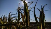Des plants de maïs desséchés à Châtillon-sur-Indre, le 10 juillet 2026 dans le Maine-et-Loire, lors d'une vague de chaleur en France
