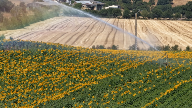 Vue aérienne d'un asperseur irriguant un champ de tournesols à La Pommeraye, le 10 juillet 2026 dans le Maine-et-Loire, lors d'une vague de chaleur en France
