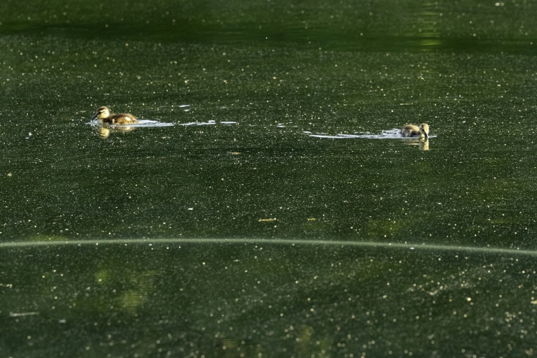 Des canards nagent au milieu d'une prolifération d'algues dans le bassin réfléchissant du Lincoln Memorial, dont la peinture s'est écaillée, le 20 juin 2026 à Washington