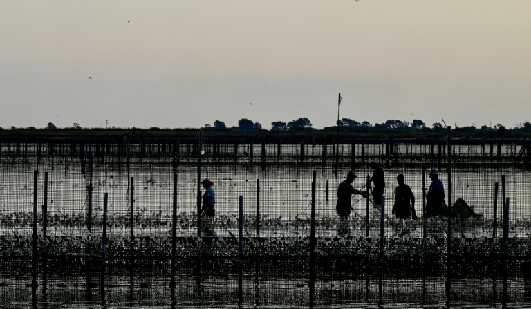 Des ouvriers récoltent des palourdes dans une zone de culture envahie par des algues dans le delta du Pô, à Scardovari, le 26 juin 2026 (dans le nord-est de l'Italie, lors d'un épisode de canicule en Europe