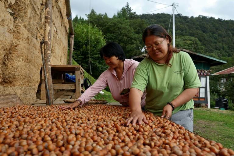 Pema Dema (G), une agricultrice bhoutanaise, et sa belle-fille trient des noisettes dans l'exploitation, le 29 août 2026 à Thimphou 