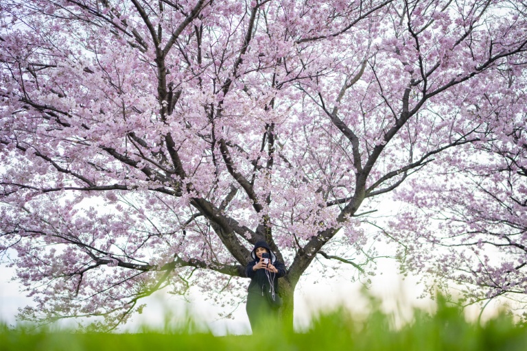 Une femme se prend en photo devant un cerisier en fleurs à Kawasaki, au Japon, le 24 mars 2026